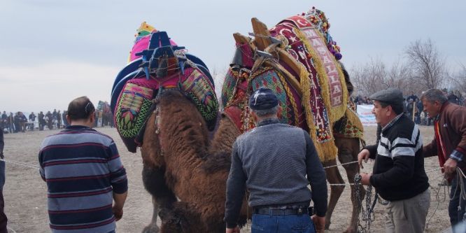Çardak Kum adasında deve güreşleri yapıldı