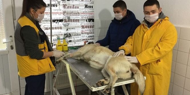 Çoban köpeği kanseri yendi