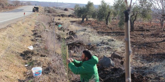 Karayolları ağaçlandırılıyor