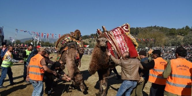 Develer eğitim için güreşti