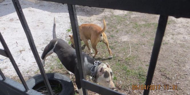 Köpek dövüşüne hayvanseverlerden sert tepki