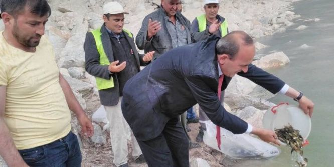 Çavdarhisar Sulama Barajına pullu sazan bırakıldı