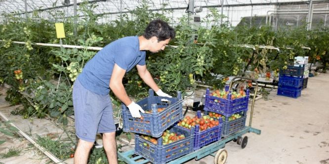 Domates üreticileri fiyatlardan memnun