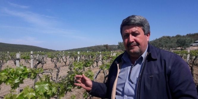 Saruhanlı’da üzüm bağlarını soğuk vurdu