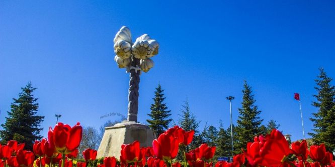 Taşköprü’de laleler açtı