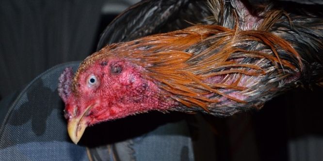 Jandarma horoz dövüşü yaptıranlara baskın düzenledi