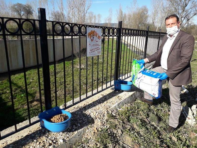 Daday’da sokak hayvanları unutulmadı 