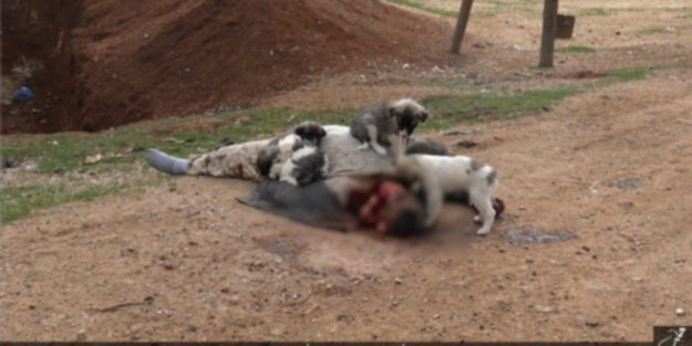 Öldürüp, köpeklere yediriyorlar!