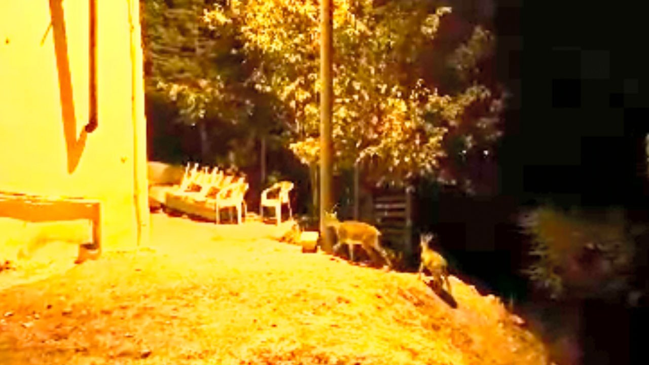 Dağ keçileri evlerin arasında böyle gezindi