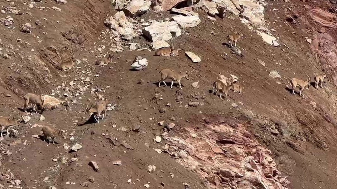 Dağ keçileri güneşin tadını böyle çıkardı