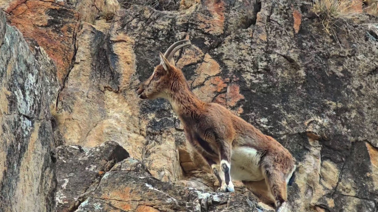 Dağ keçileri karayoluna indi!