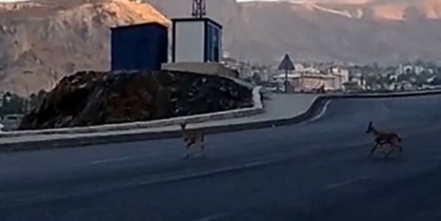 Dağ keçileri kent merkezinde böyle görüntülendi