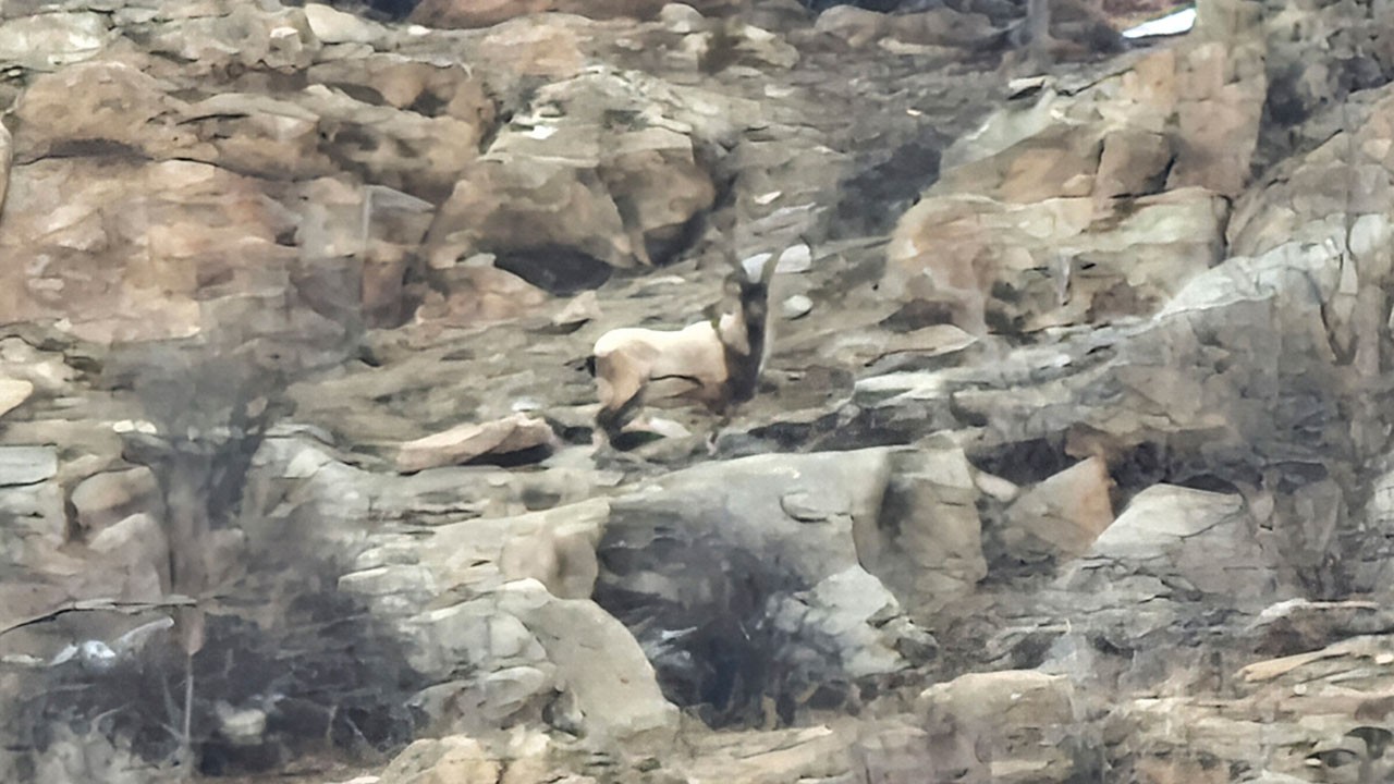 Dağ keçileri köylülerin karşısına böyle çıktı