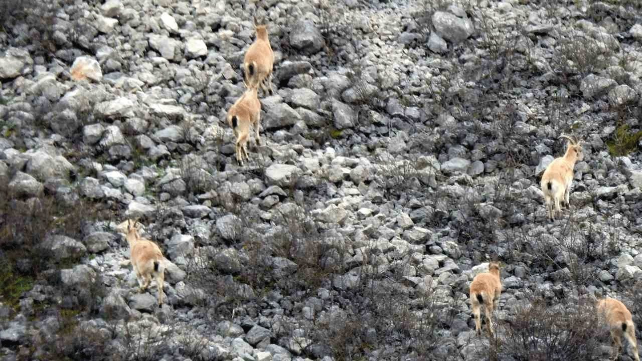 Dağ keçileri muhteşem görüntüleriyle etkiledi