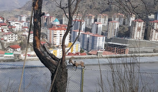 Dağ keçileri şehre indi!