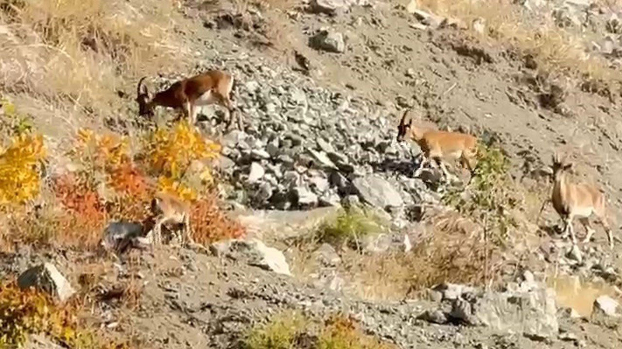 Dağ keçileri sürü halinde böyle görüntülendi