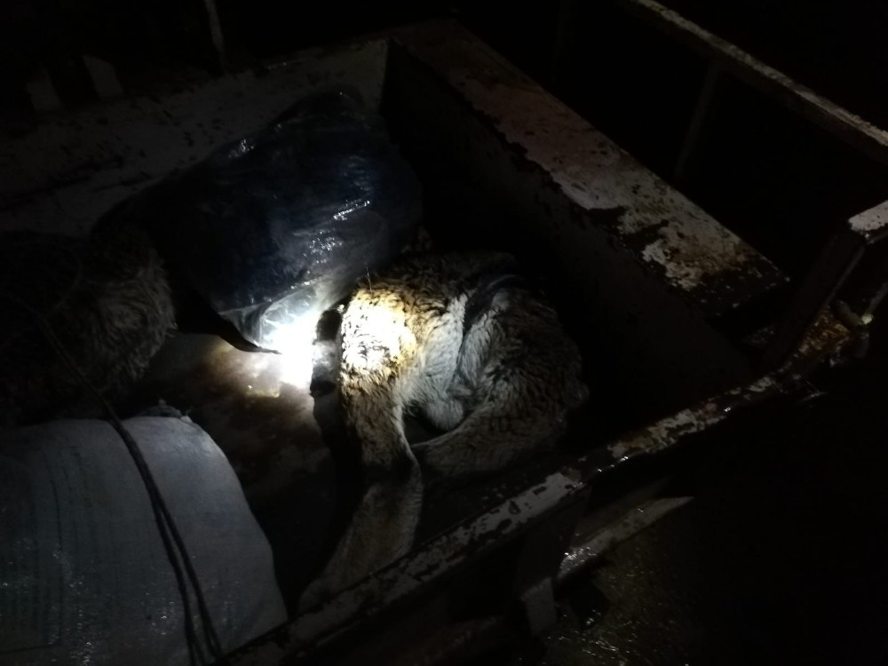 Dağ keçilerini vuran baba-oğul yakalandı, 50 bin TL ceza kesildi 