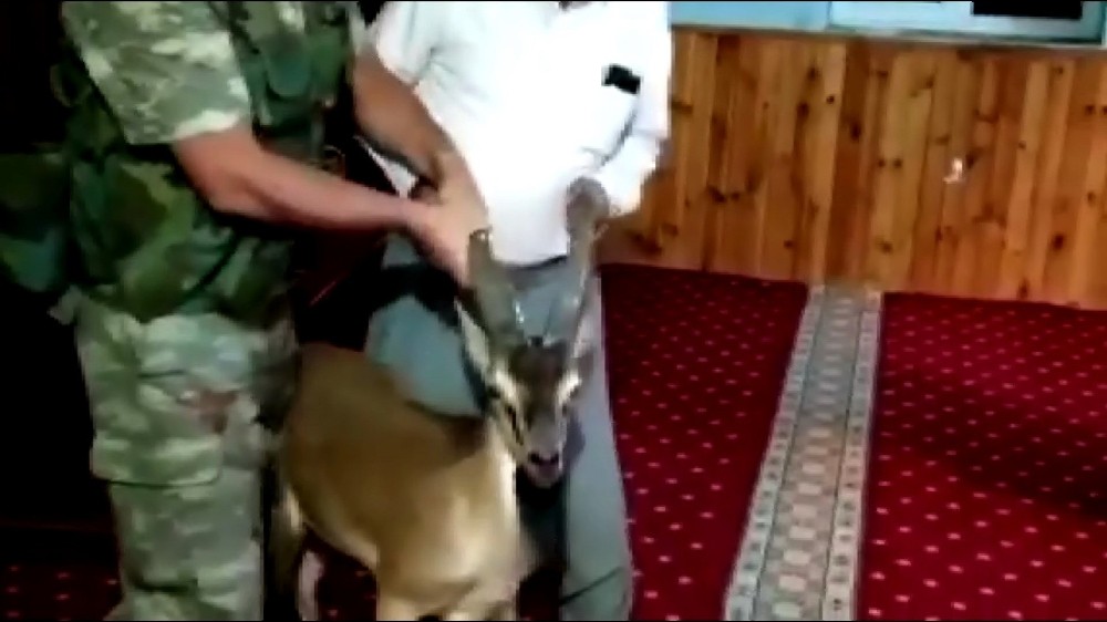Dağ keçisi camiye girdi 