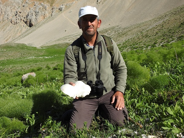 Dağ tepe gezip arıyorlar! Kilosu tam 250 TL