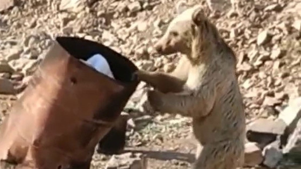 Dağdan inen ayı çöp kovasında yemek aradı