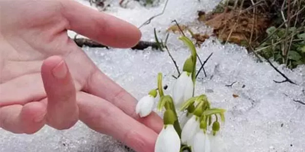 Dağın eteklerini süsleyen, su sevmeyen kardelen çiçeği hakkında duymadığınız bilgiler