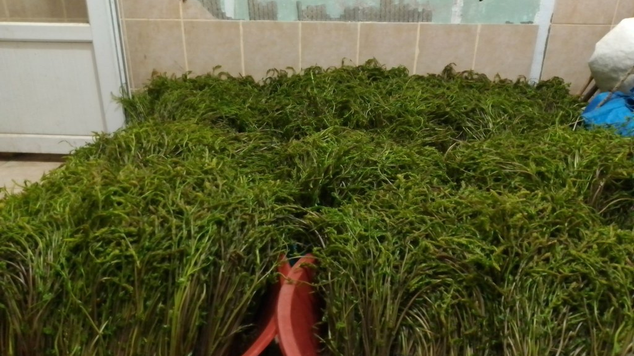 Dağlarda kendiliğinden yetişiyor, bağı 100 TL'den satılıyor!