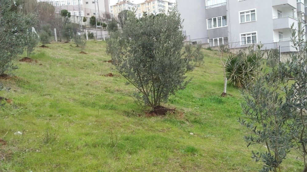 Daha güzel bir Sinop için 