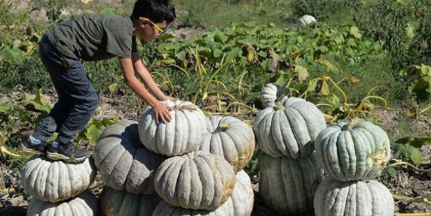 Daha hasadı bitmedi ama yüzde 80'i satıldı