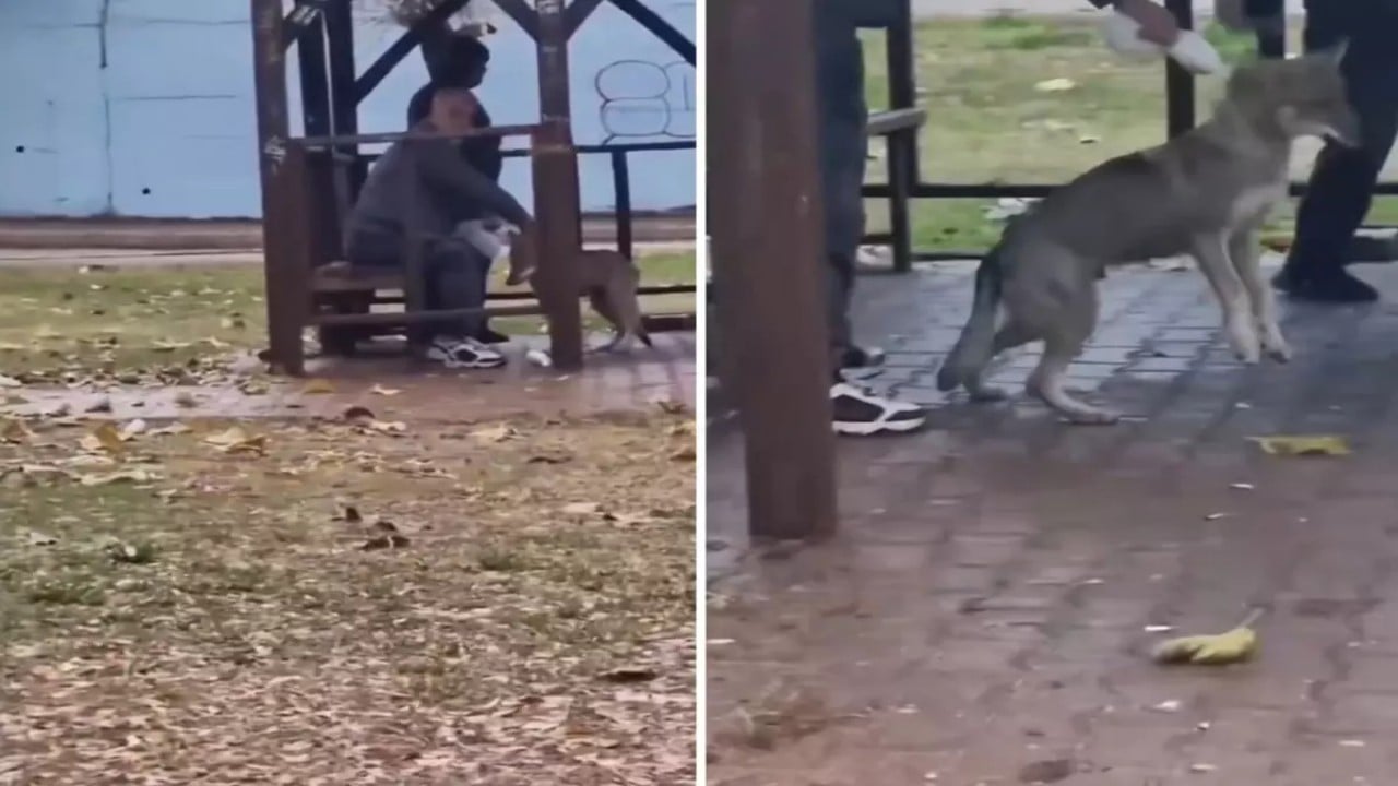 Daha ne rezillikler göreceğiz bakalım! Adana’da yiyecek arayan kurtlara alkol verdiler