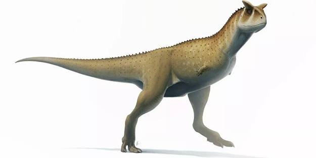 Daha önce bilinmiyordu! Yeni bir tür keşfedildi