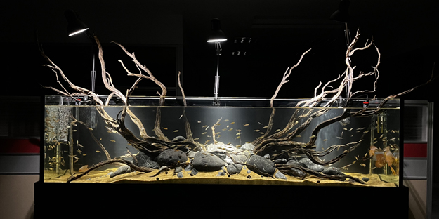 Daha önce böyle bir şey görülmedi! Yok böyle bir güzellik...