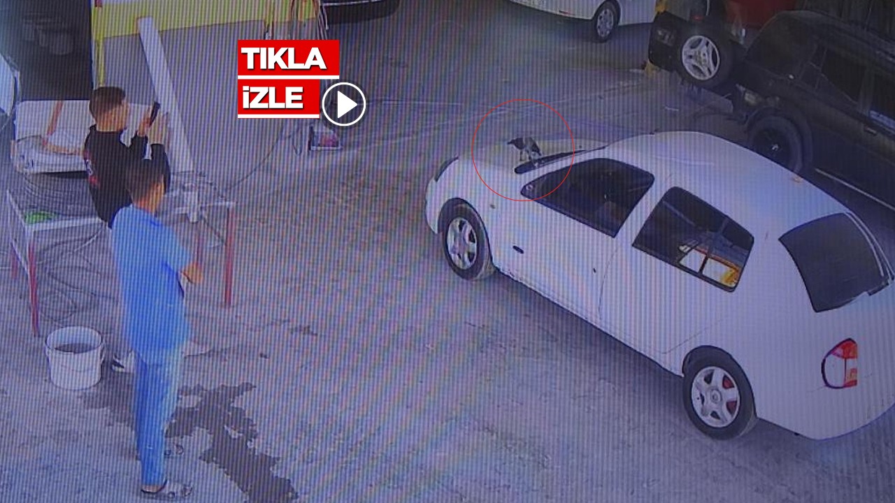 Daha önce böyle hırsızlık görülmedi! Karga otomobilin anahtarını bakın nasıl çaldı