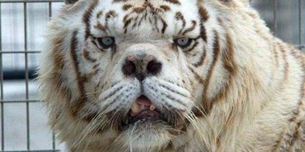 Daha önce böylesi görülmedi!