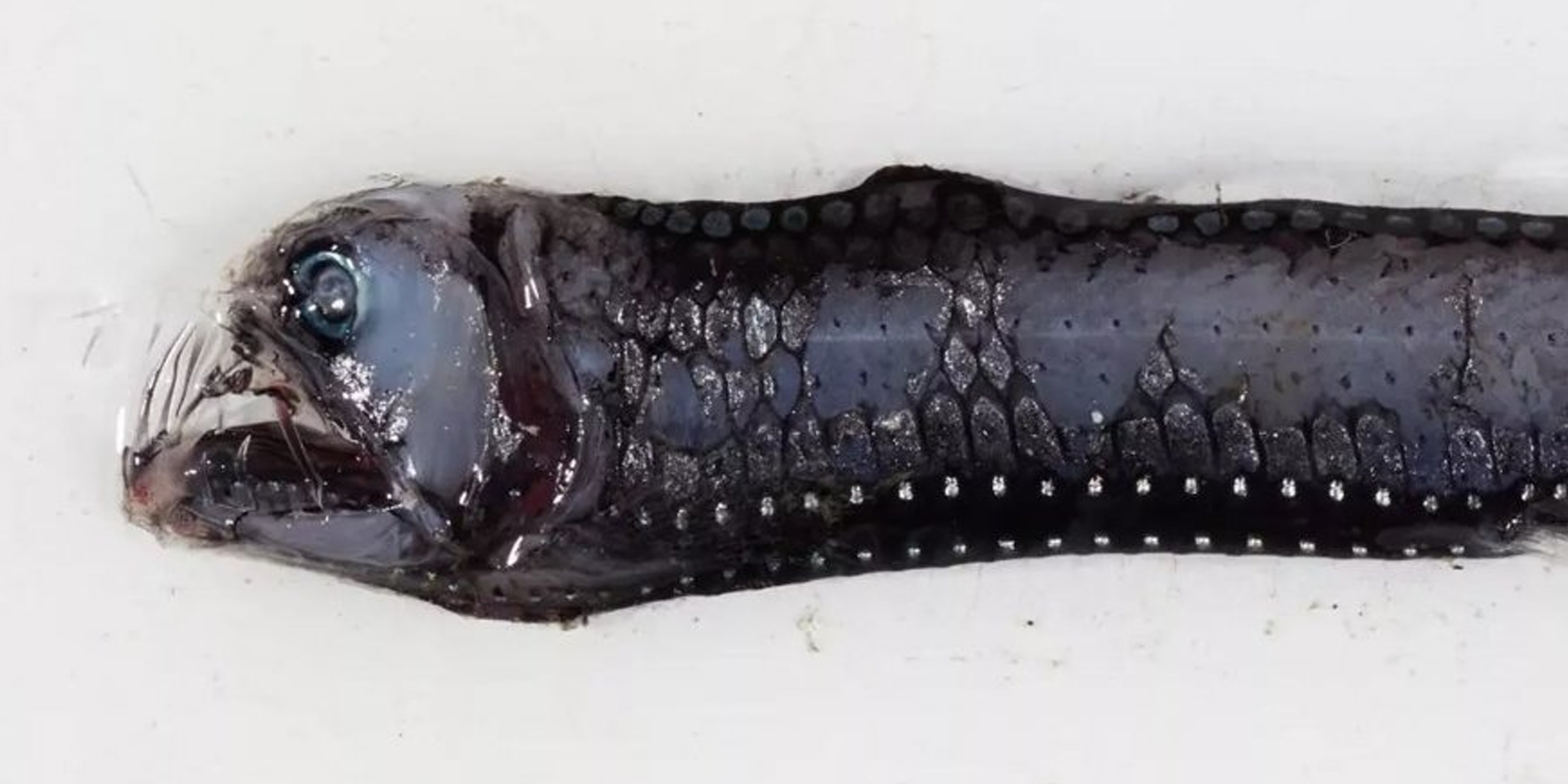 Daha önce böylesi görülmemişti! Okyanustan çıktı