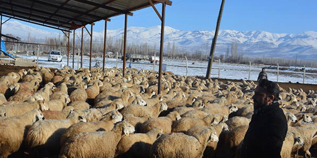 Daha önce böylesi görülmedi… Sebebini kimse çözemiyor!