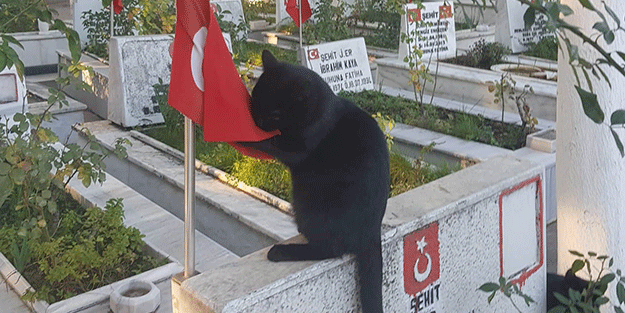Daha önce böylesini görmediniz! Bu kedi muhalefetten bile daha milli