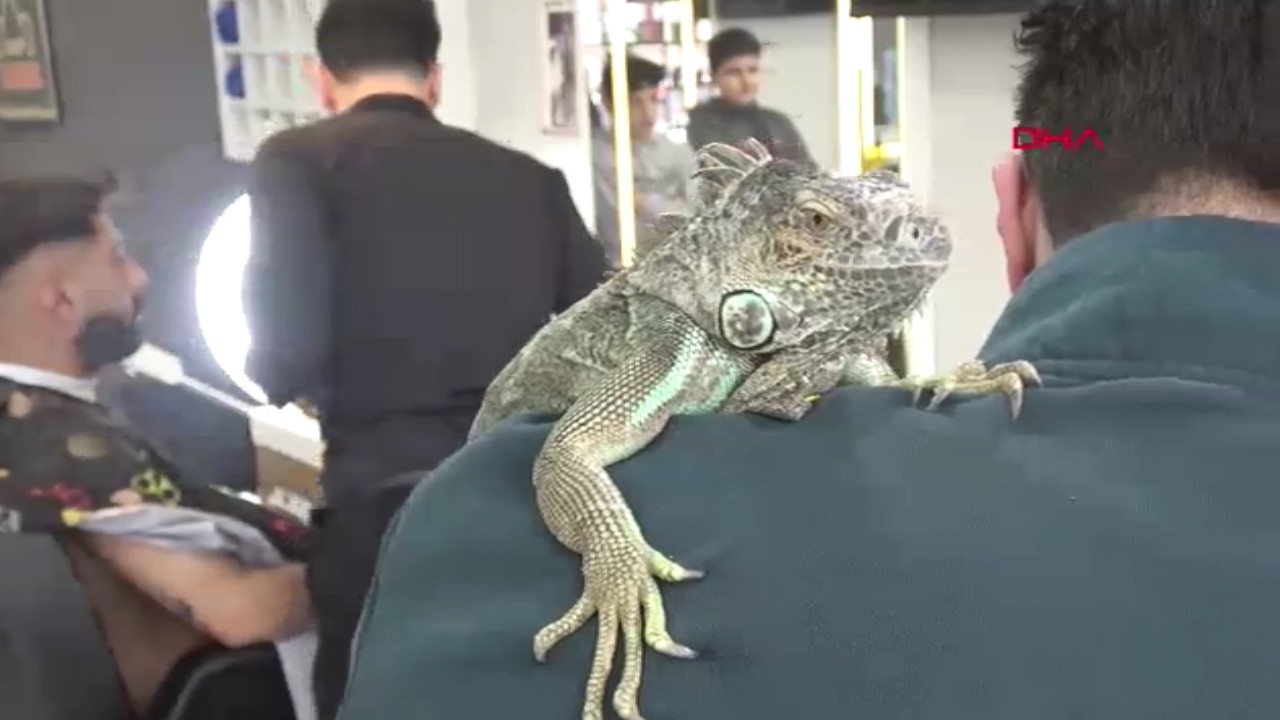 Daha önce böylesini görmediniz! Omzunda taşıdığı ‘Escobar’ ile tıraş yapıyor