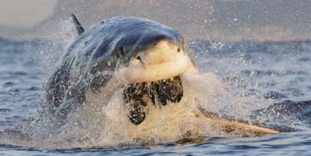 Daha önce gördüğünüz tüm fotoğrafları unutun!