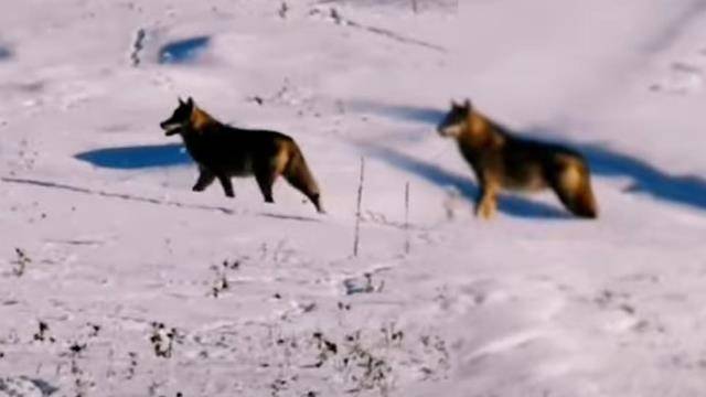 Daha önce gördüklerinizi unutun! Alaska'da değil Ardahan'da görüntülendi