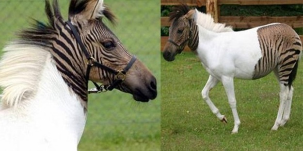 Daha önce görmediğiniz melez hayvanlar