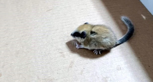 Daha önce ismini bile duymamış olabilirsiniz! Bu canlı Erzincan'da görüldü