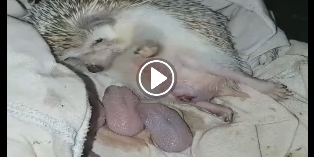 Daha önce kirpiyi doğururken görmüş müydünüz?