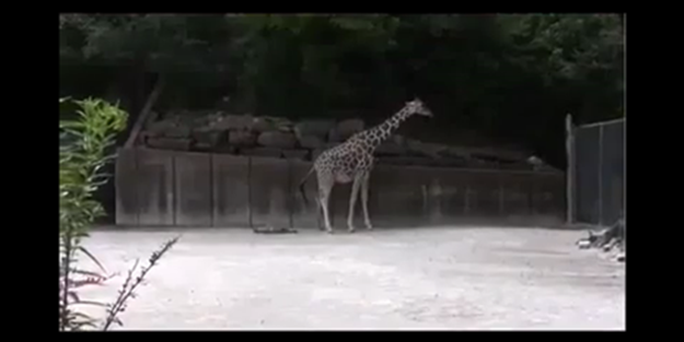 Zürafanın doğum anını görmüş müydünüz? - VIDEO