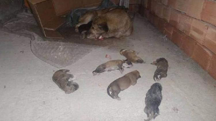 Daha yeni doğmuşlardı! Soğuktan dondular