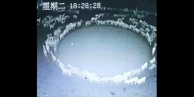 Daire çizerek hiç durmadan 12 gün boyunca dönen koyunların gizemi çözüldü!