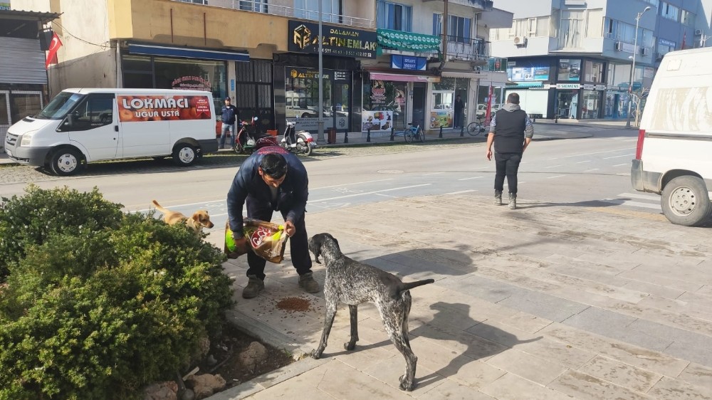 Dalaman Belediyesinden sokak hayvanlarına mama desteği 