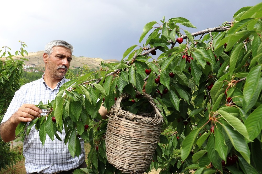 Dalbastı kirazında hasat zamanı 