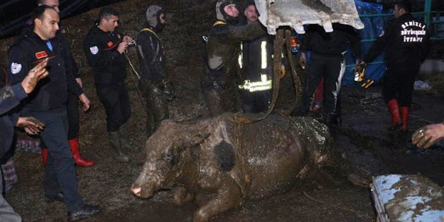 Foseptike düşen inek böyle kurtarıldı!