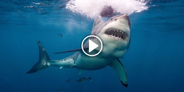 Köpekbalığından böyle kurtuldu!