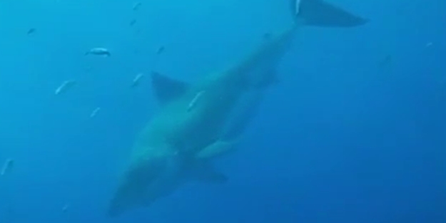 Dalgıçlara büyük şok - VIDEO